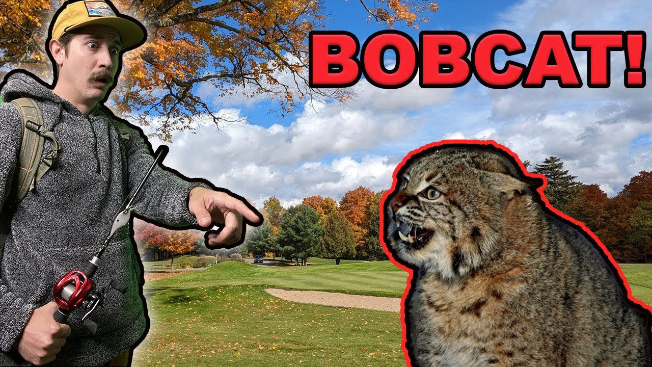 Running Into a BOBCAT On The Golf Course YouTube