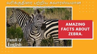 Amazing facts about Zebra.| வரிக்குதிரை பற்றிய சுவாரஸ்யமான தகவல்கள்.| Tamil | English