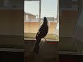 بلبل سوري تغريد ماشاءالله بلبل سوري تغريد ماشاءالله