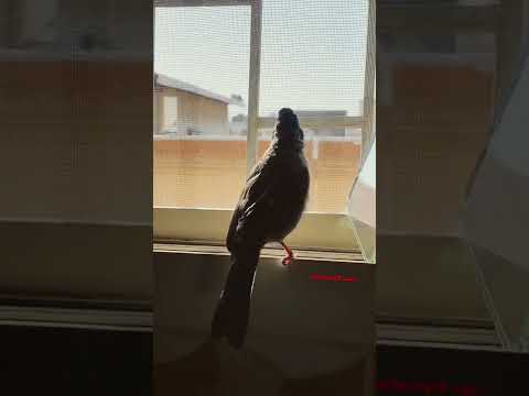 بلبل سوري تغريد ماشاءالله