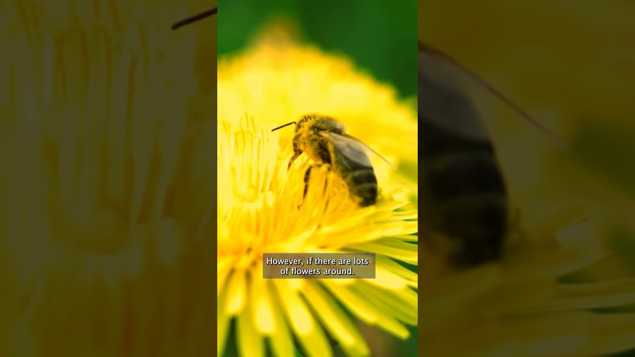 ARE DANDELIONS A GOOD POLLEN SOURCE FOR BEES? 🐝 