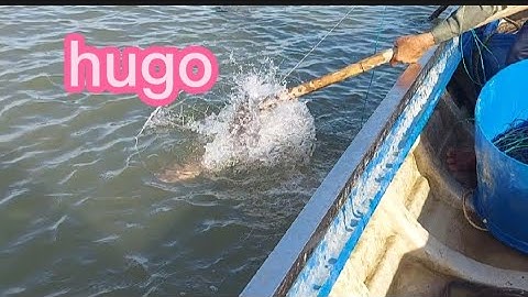 tiếp tuột kéo câu trong bè hào dính toàn cá gát(lê nghĩa cần giờ)