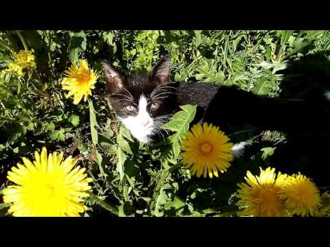 Одуванчик может подкрасить