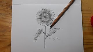 Cara menggambar bunga matahari menggunakan pensil