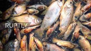 Paraguay: Thousands of dead fish float down river, pollution could be to blame