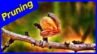 Pruning Almond Nut Trees Techniques (All-in-One)