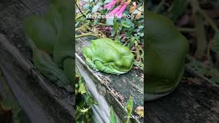 Download Lagu beautiful prog #ringtone #remix #love #instrumental #music #armwrestling #animals #frog MP3