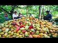 How Chocolate Is Made: From Cocoa Fruit to a Delicious Chocolate Bar