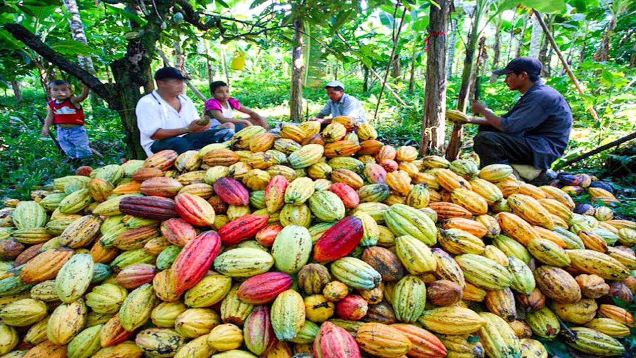 How Chocolate Is Made | Cocoa Bean to Chocolate Bar | Chocolate Factory