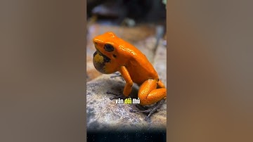 Nọc độc đủ sức hạ 20 người hoặc thậm chí cả voi Ếch Phi tiêu loài vật nhỏ bé nguy hiểm nhất thế giới