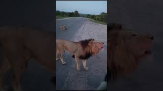 Call OF The Lion King ❤️🦁 #wildlife #nature #amazing