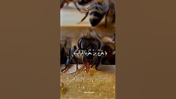خالد الجليل سورة النحل
