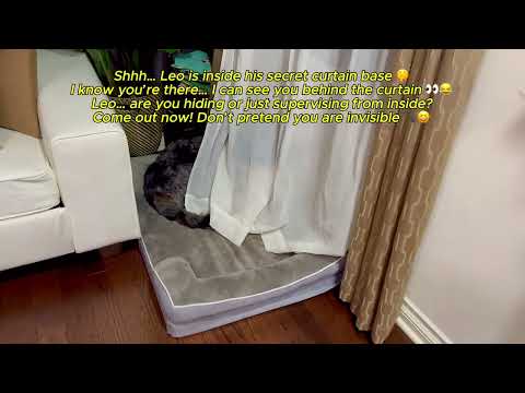 Leo’s Secret Curtain World 👀🐾😂 #shorts