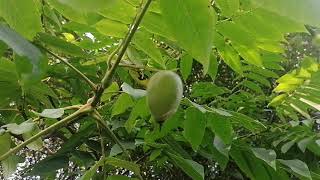 :      (Juglans ailanthifolia)