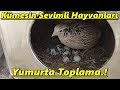 Bıldırcın Yumurtası Toplama.!/Kümesin En Tatlı Canlıları :)#Tekirdağ/#Süleymanpaşa/#bıldırcın