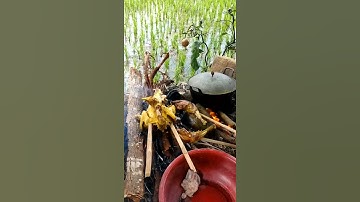 MANTAP SEKALIIIII..... NGALIWET DI SAUNG SAWAH