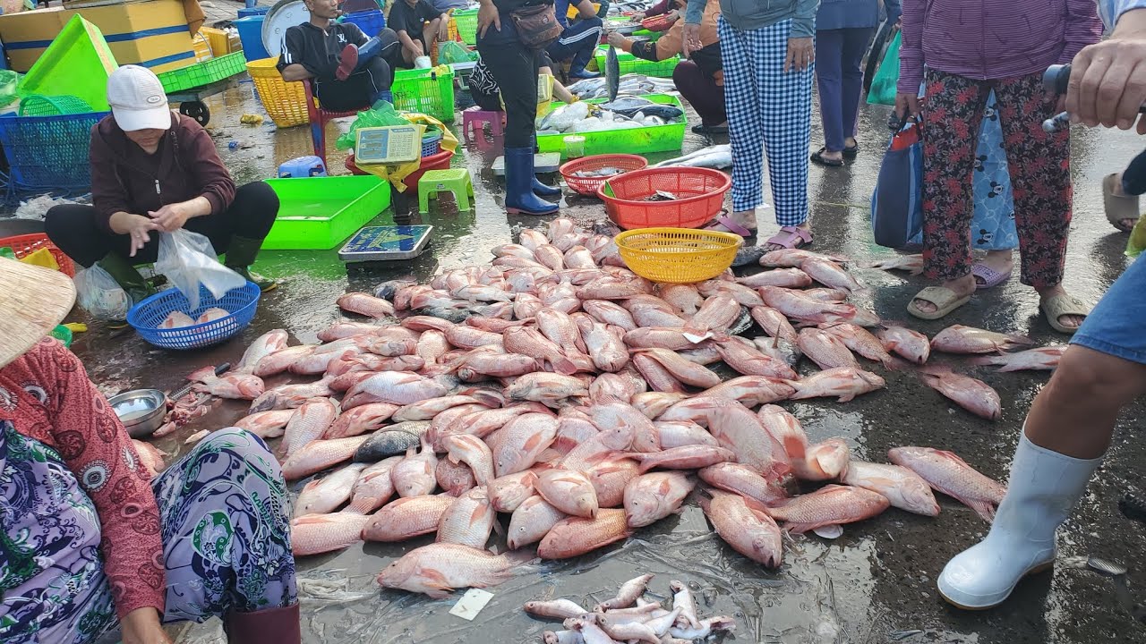 Chợ đầu mối bình điền sáng chủ nhật cá đêu hồng xổ 35k cá lò 30k cá tra 30k 