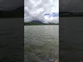 Snake in the river