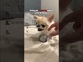 Ranking the angriest dog moments