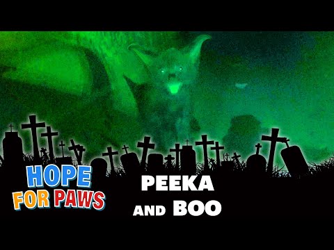 Videó: Pet Scoop: „Hurri-Kittens” megmentette a vihar alatt, az állatkertek ünneplik a Halloweenet