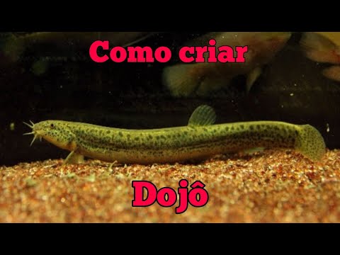 Como criar peixe DOJÔ em aquário