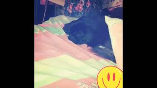 Köpeği̇m❤Hoştçakal🐩Ti̇lki̇ Uyku🐕Murat Bana O.ç Yazcak O?Sev Beni̇dir🦮Vurduysa🦮Isiriyo🤣Diyo)Yapmaz🐕‍🦺Hiç🧠