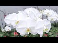 胡蝶蘭の生産現場 - 日野洋蘭園