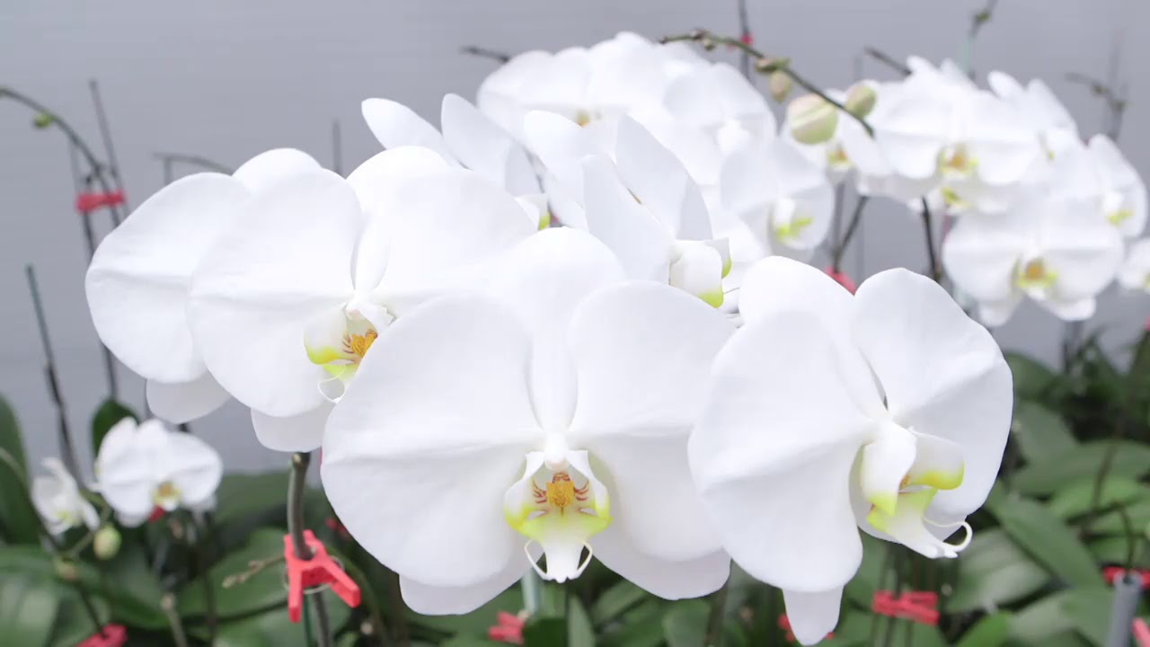 日野洋蘭さんの小さくてカワイイ「ミディファレノ」｜高品質の胡蝶蘭の切花