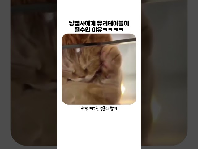 냥집사에게 유리테이블이 필수인 이유ㅋㅋ #고양이 #냥냥이 #냥집사