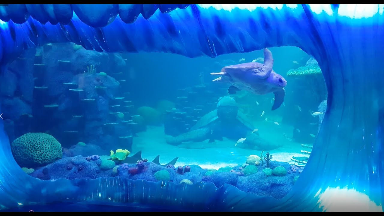 SEA LIFE Sydney Aquarium - Aquariums Of The World - Sydney Australia