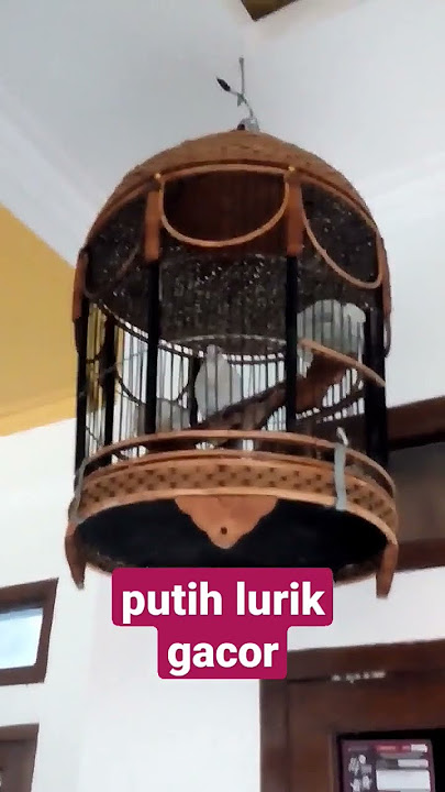 SUARA BURUNG PERKUTUT PUTIH LURIK MATA MERAH MANGGUNG