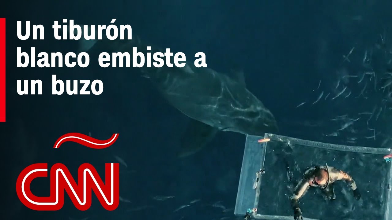 El impresionante video del contacto de un buzo con un tiburón blanco -  YouTube