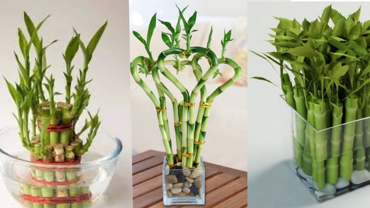 طريقة تسميد نبات البامبو (تسميد نبات عصا موسي)