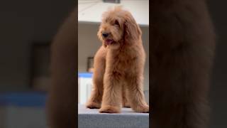 Luxury Giant Doodle Breed | Perfect Family Dog 🏡 #pets #doodles #doodlelove #doodlepuppy #viral #pet