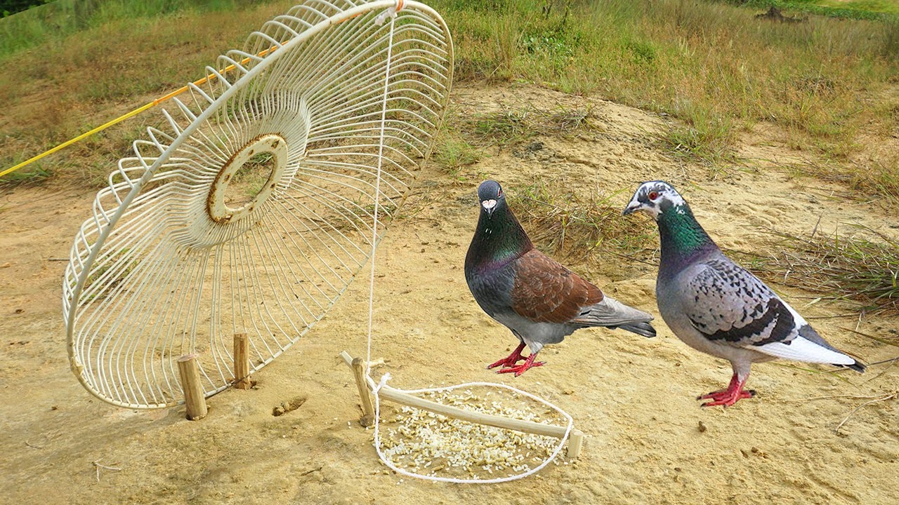 easy  simple bird trap make from fan guard with wood