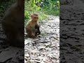 So Cute Baby Monkey Daily