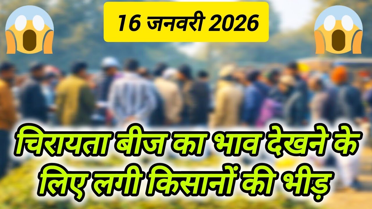 81900₹ बिके आज यह औषधि फूल 🤯🤯 ।। औषधि मंडी नीमच ।। Ashish Dhakad ।। Neemuch Mandi Bhav 