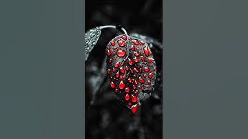 #shorts. Snapseed Photo Editing 🔥 New Photo Editing Tricks