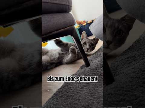 3,2,1… Angriff! 😂 #shorts — Video von Isabeau auf YouTube