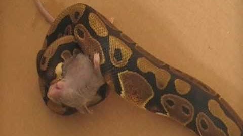 Royal Python Live Feeding on a Mouse (part 1)