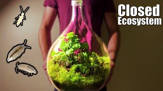 a closed 25 L Demijohn Terrarium Ecosystem that hopefully lives forever by glassyGREEN 3,924 views 4 months ago 11 minutes, 19 seconds