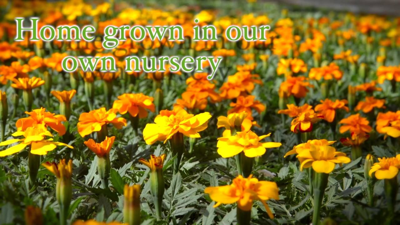 Rosebank Garden Centre Plants, Shrubbery, Fruit, Vegetables and Herbs