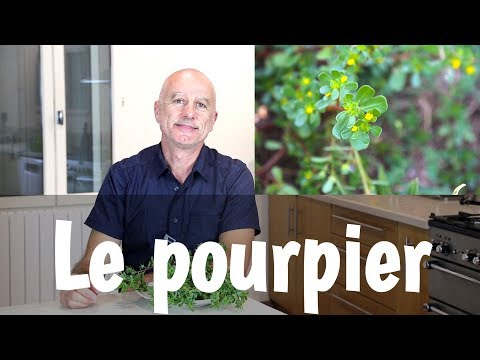 Vidéo: La Passiflore (44 Photos) : Qu'est-ce Que C'est ? Planter Et Entretenir Une Fleur à La Maison, Une Description Des Espèces Végétales Comestibles Et Passiflore Bleue, Passiflore Inc