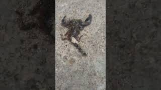 primitive life cycle in Cambodia, Scorpion King has defeated by army of ants