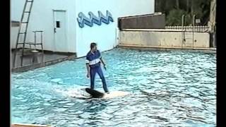 Winnie the orca performing at Windsor Safari Park