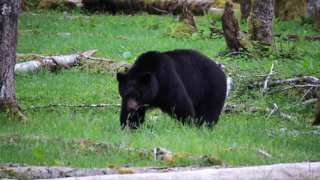 Olympic National Park Black Bears YouTube
