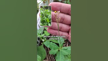 tác dụng của cây sâm đất cực kỳ hiệu quả