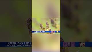 Lilacs begin to bloom at Highland Park