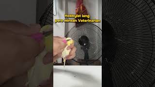 operation tabasin ang sobrang haba na beak. #birds #parakeets #veterinary