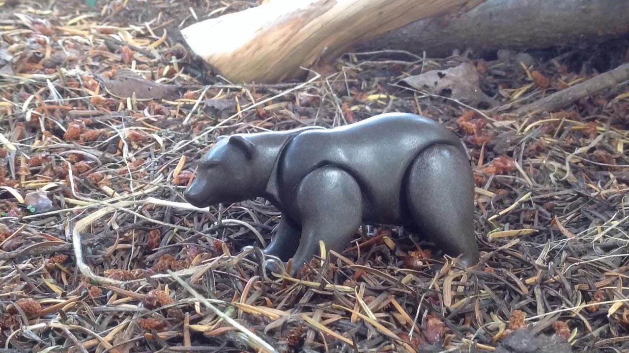 Sloth Bear Vs Bengal Tiger Youtube